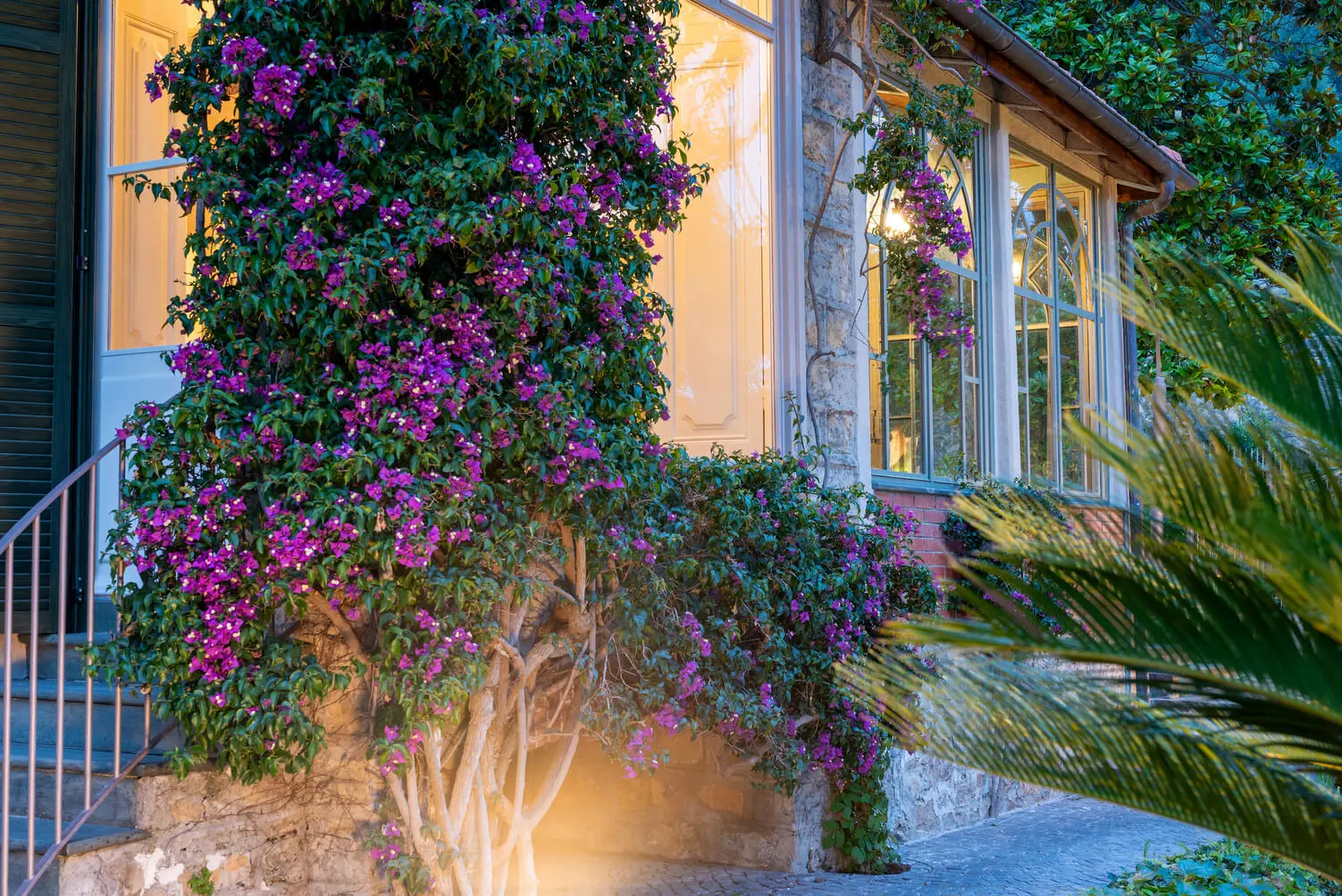 Bouganville in fiore sulla facciata della villa